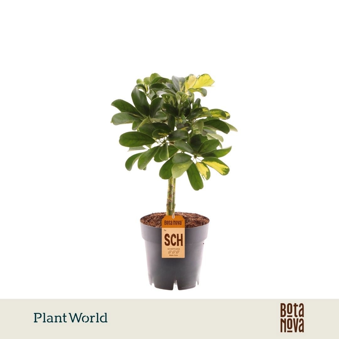 Schefflera arboricola 'Gold Capella' stam