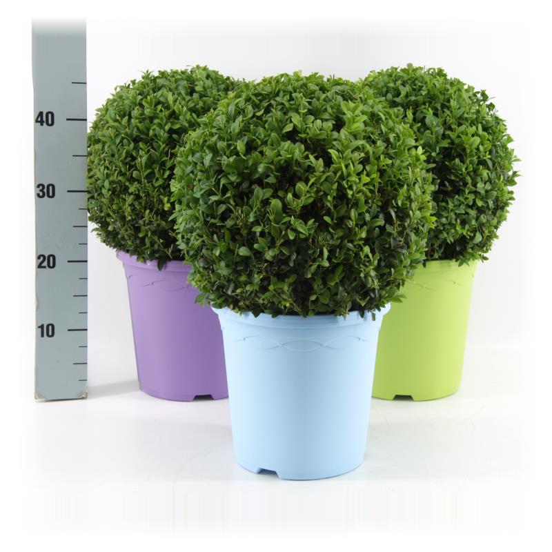 Picture of Buxus semp. Ball Ø30cm P23 in Pot Colour