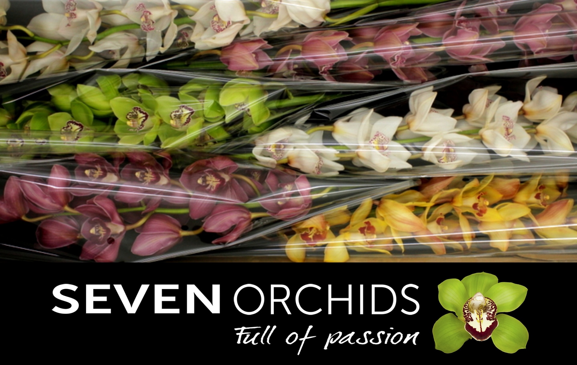Cymbidium Asst 13bl