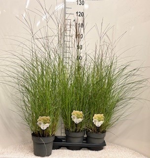 Picture of Miscanthus sin. Kleine Silberspinne P19 (3 Ltr)