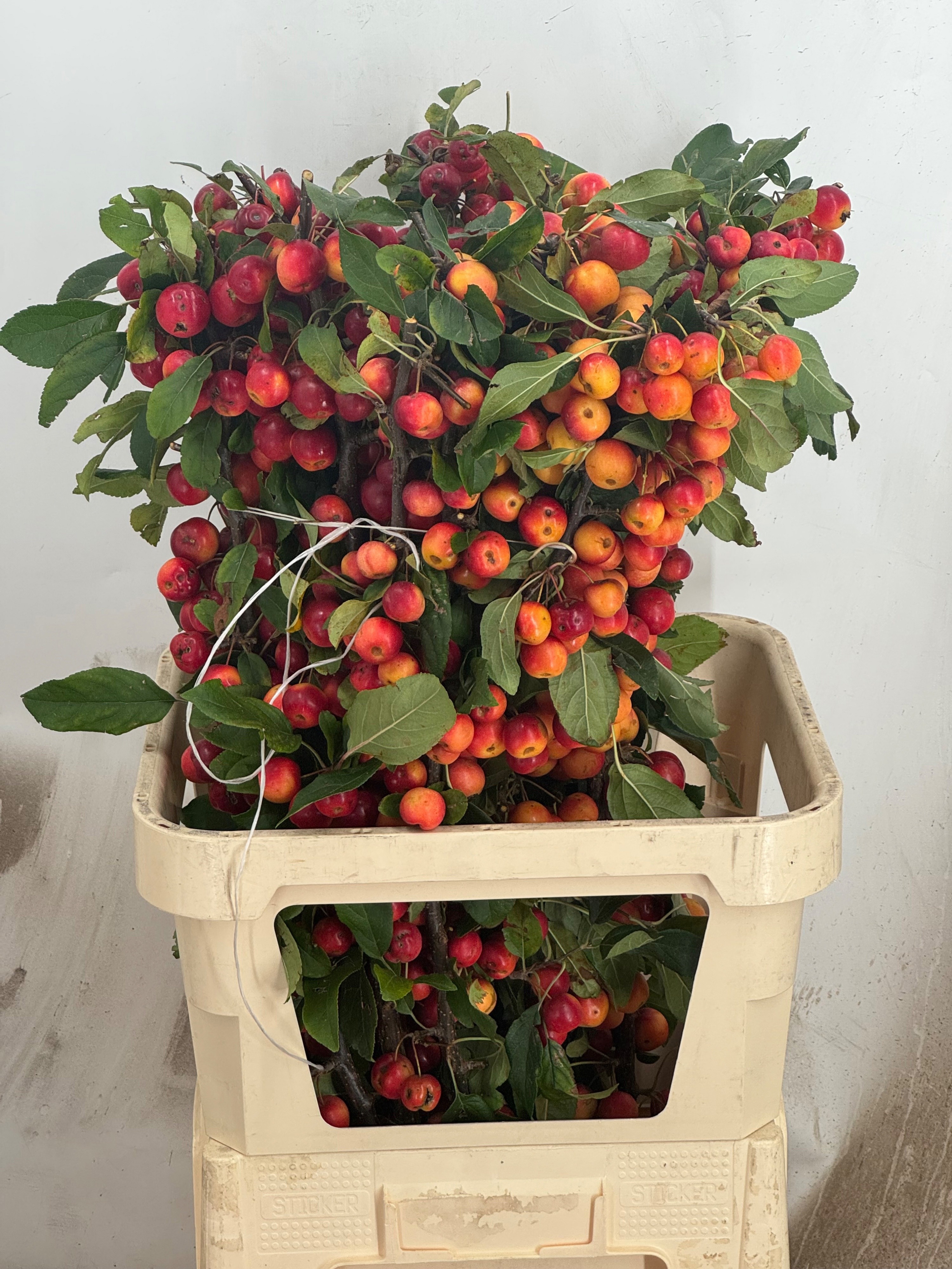 Malus Gorgeous 90cm