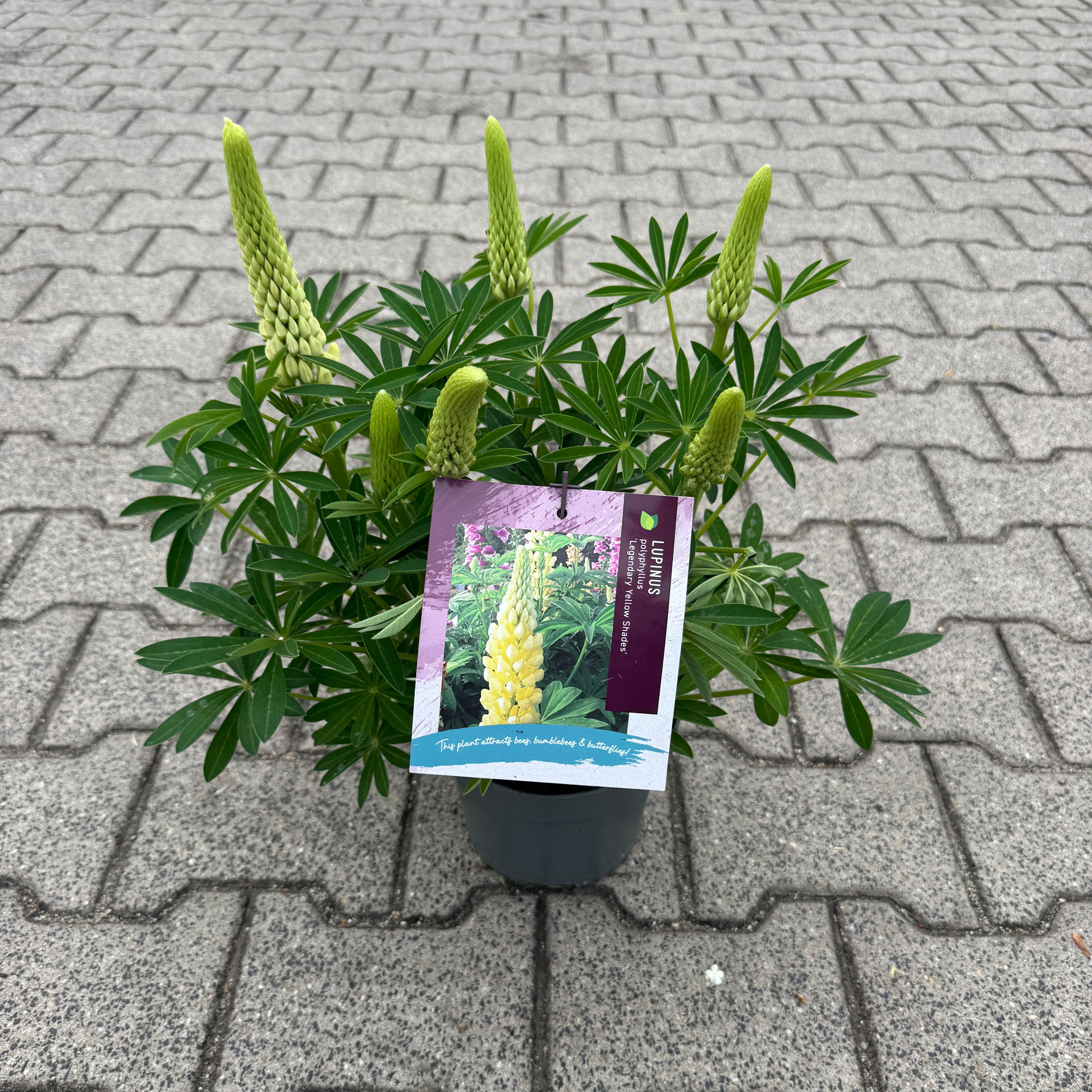 Lupinus polyphyllus 'Legendary Yellow Shades'