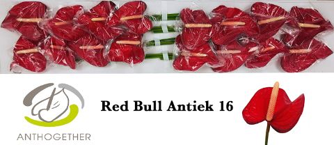 Anth A Red Bull