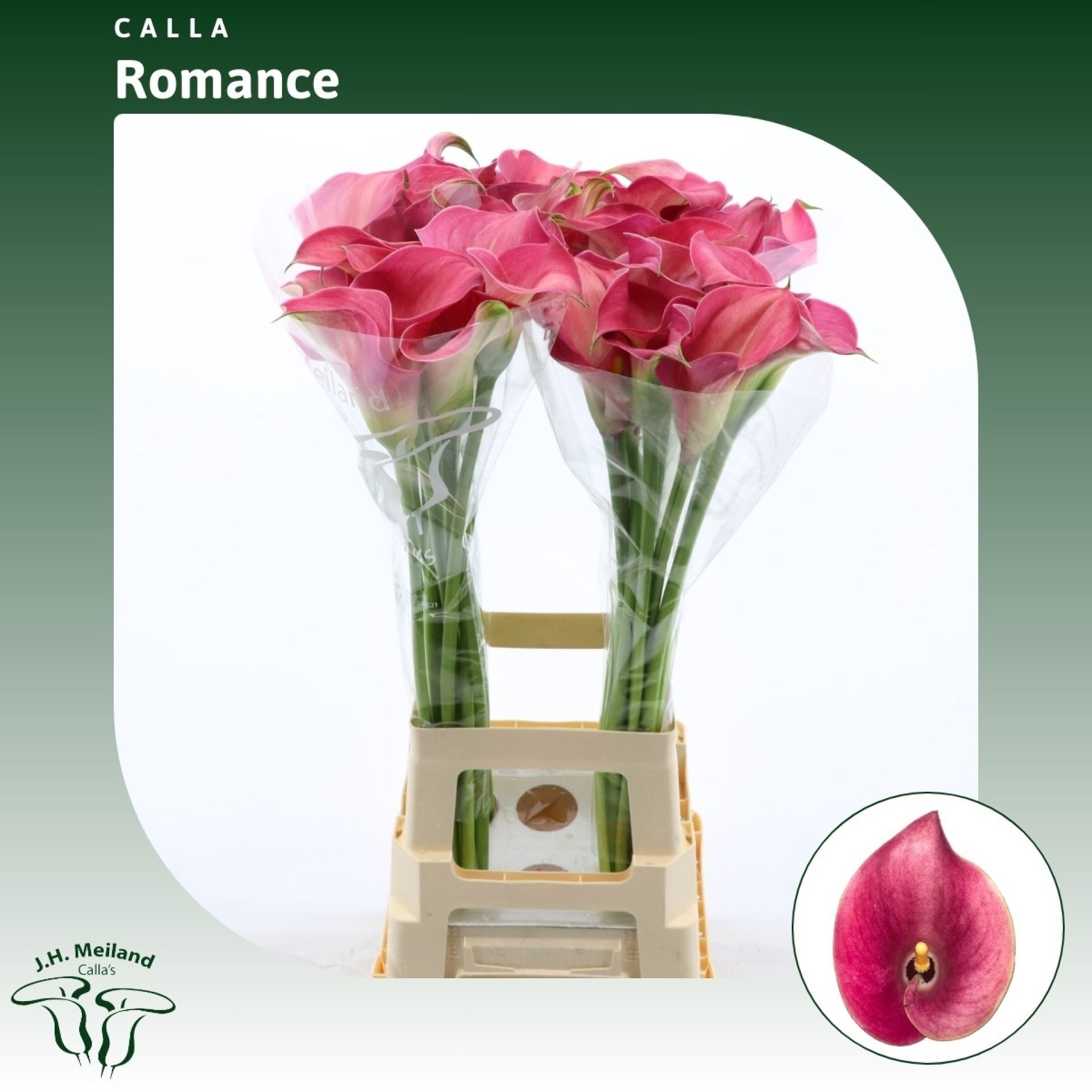Calla Capt Romance 80cm