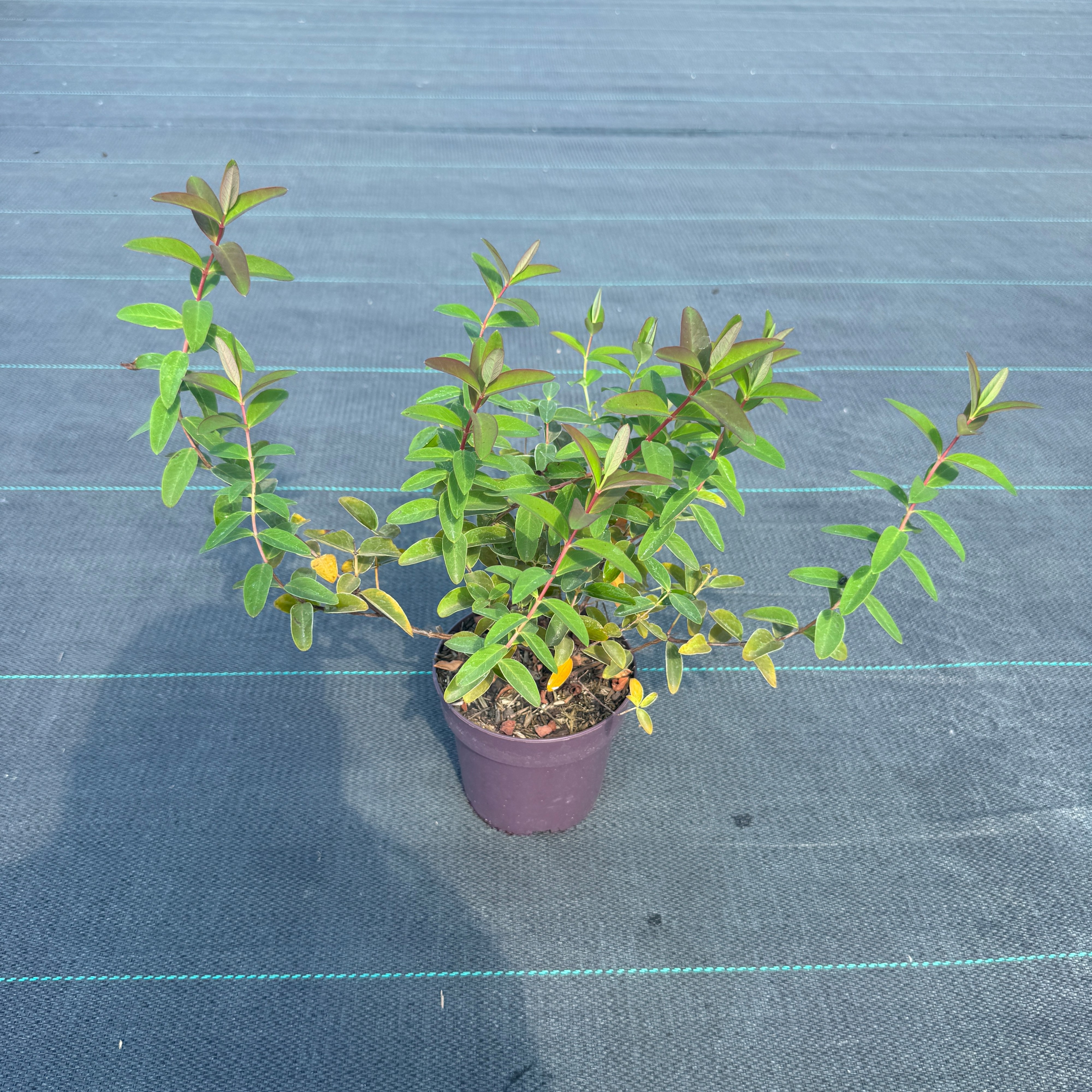 Hypericum 'Hidcote'