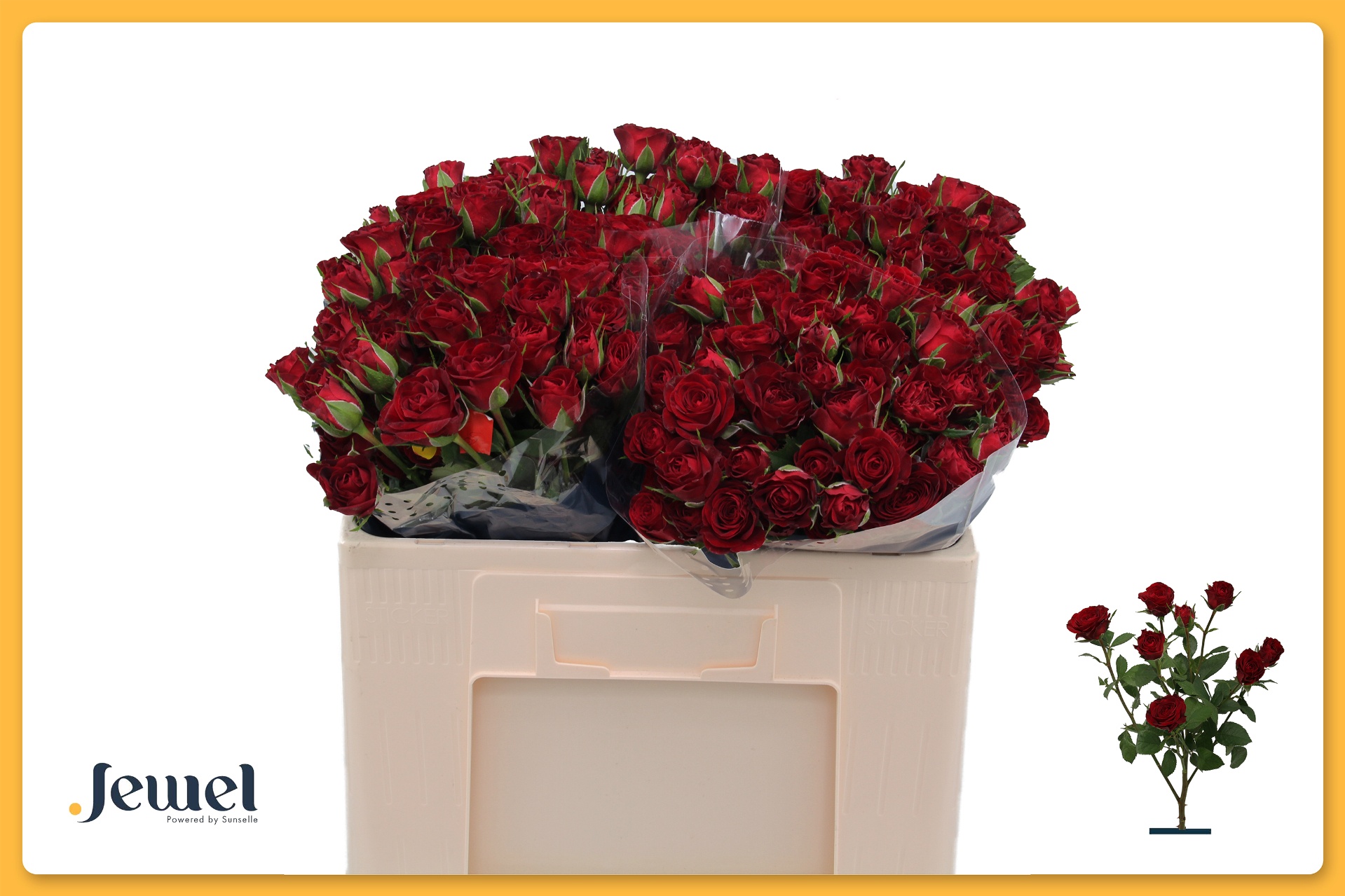 Rosa Spr Caradonna 50cm