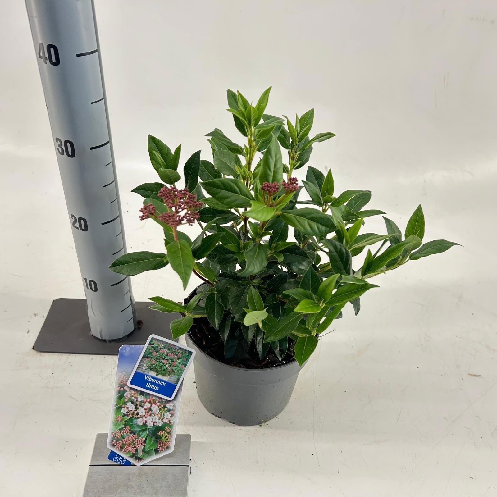 Picture of Viburnum tinus