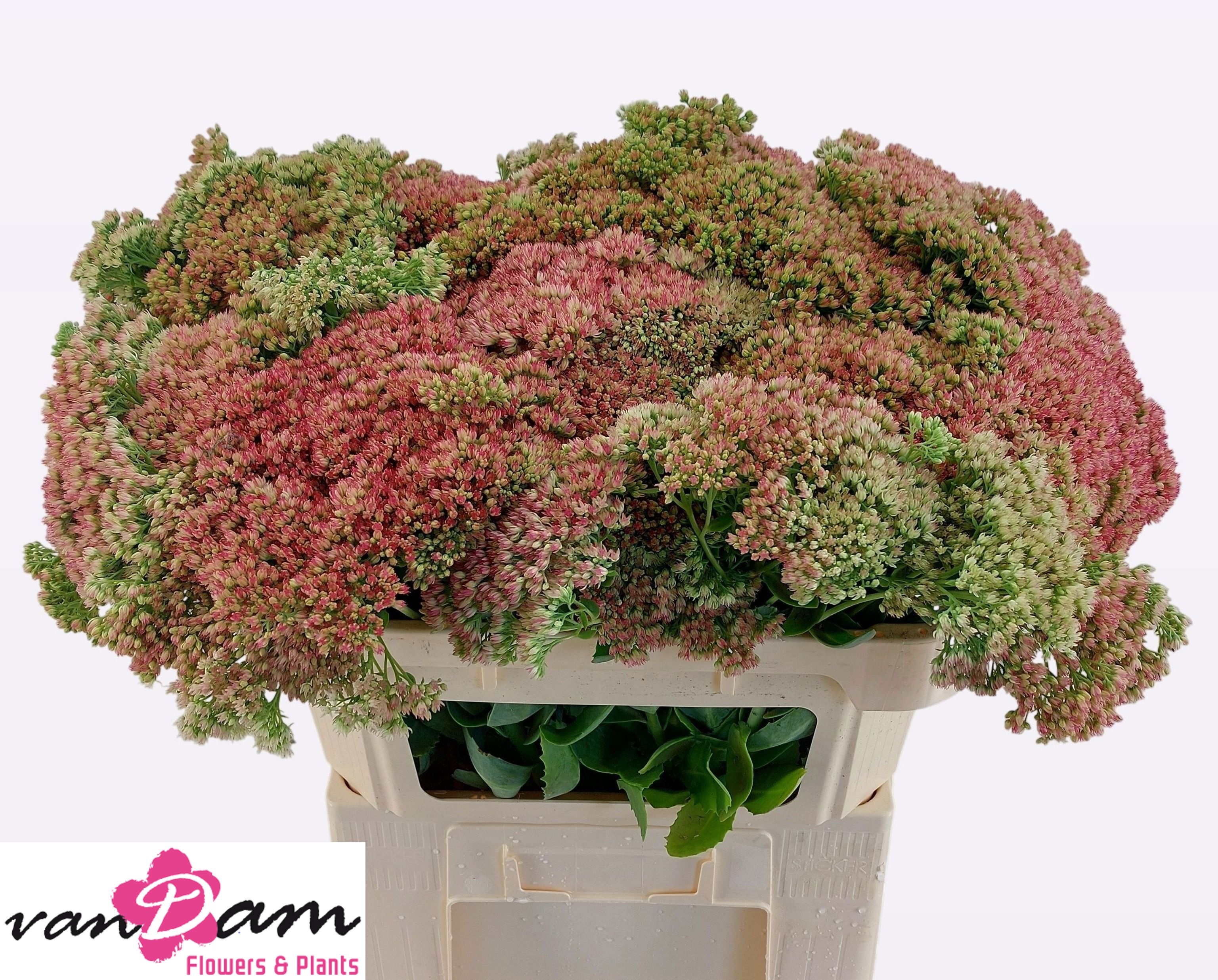Sedum Herbstfreude