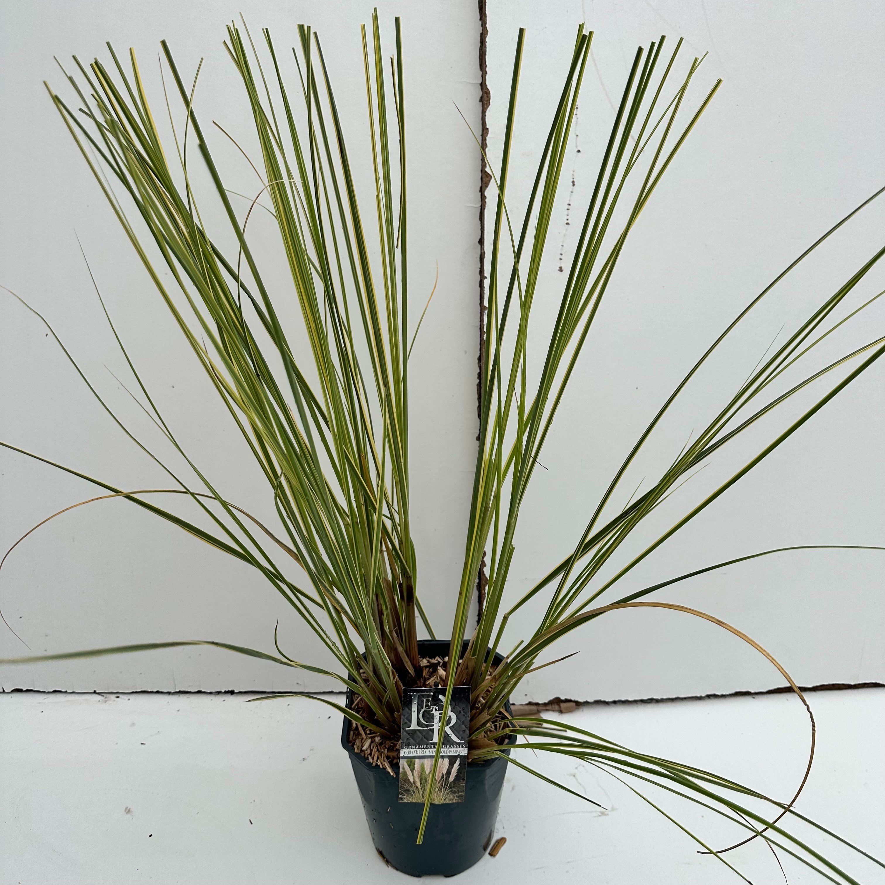 Cortaderia sell. 'Mini Goldpampas'