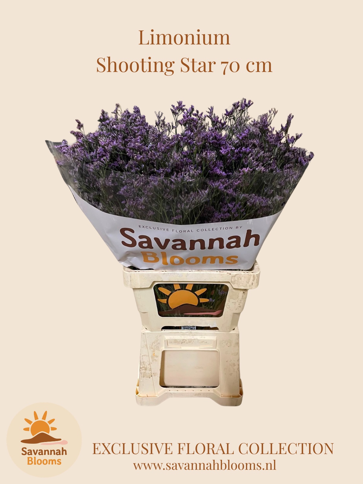 Limonium Saf Shooting Star 70cm 35gram