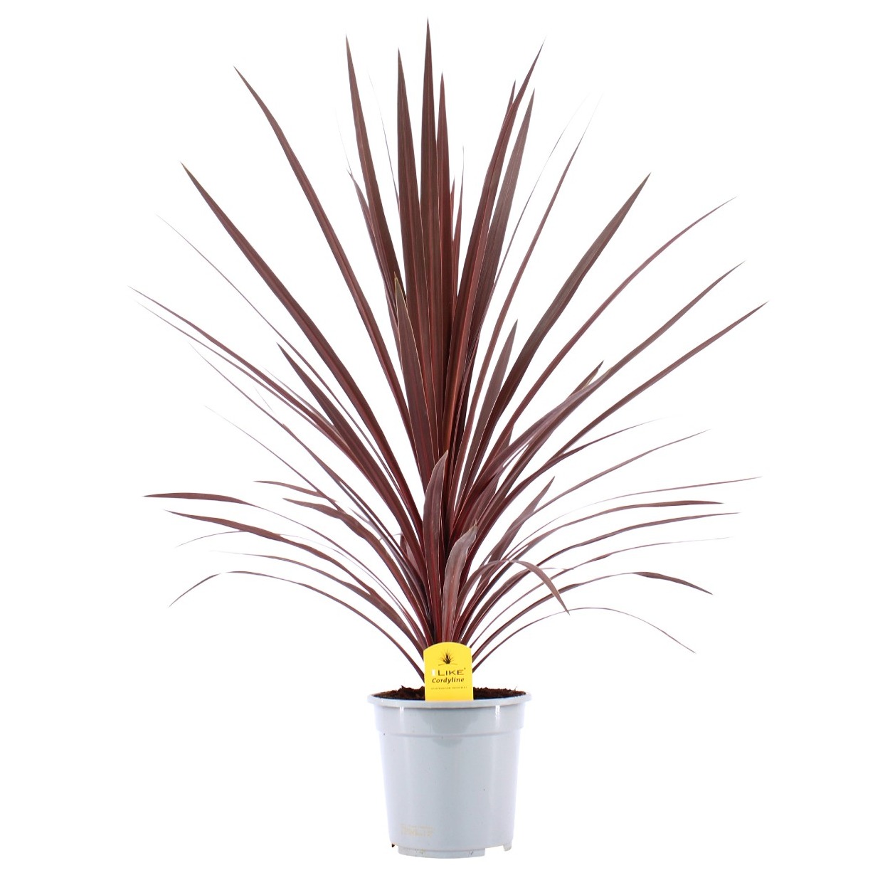 Picture of Cordyline Australis Red Star - 21cm