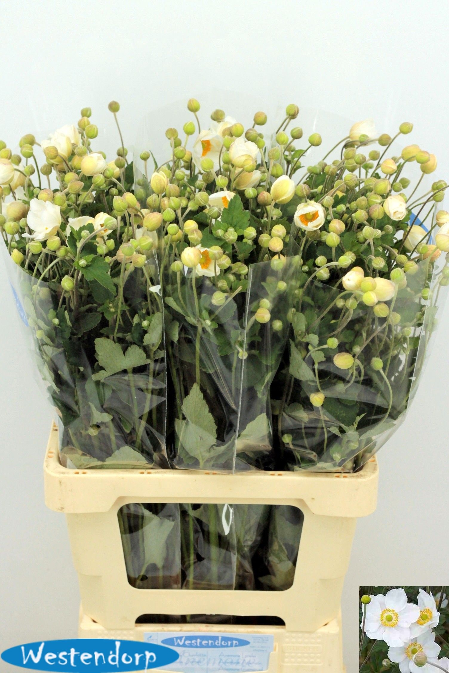 Anemone 70cm