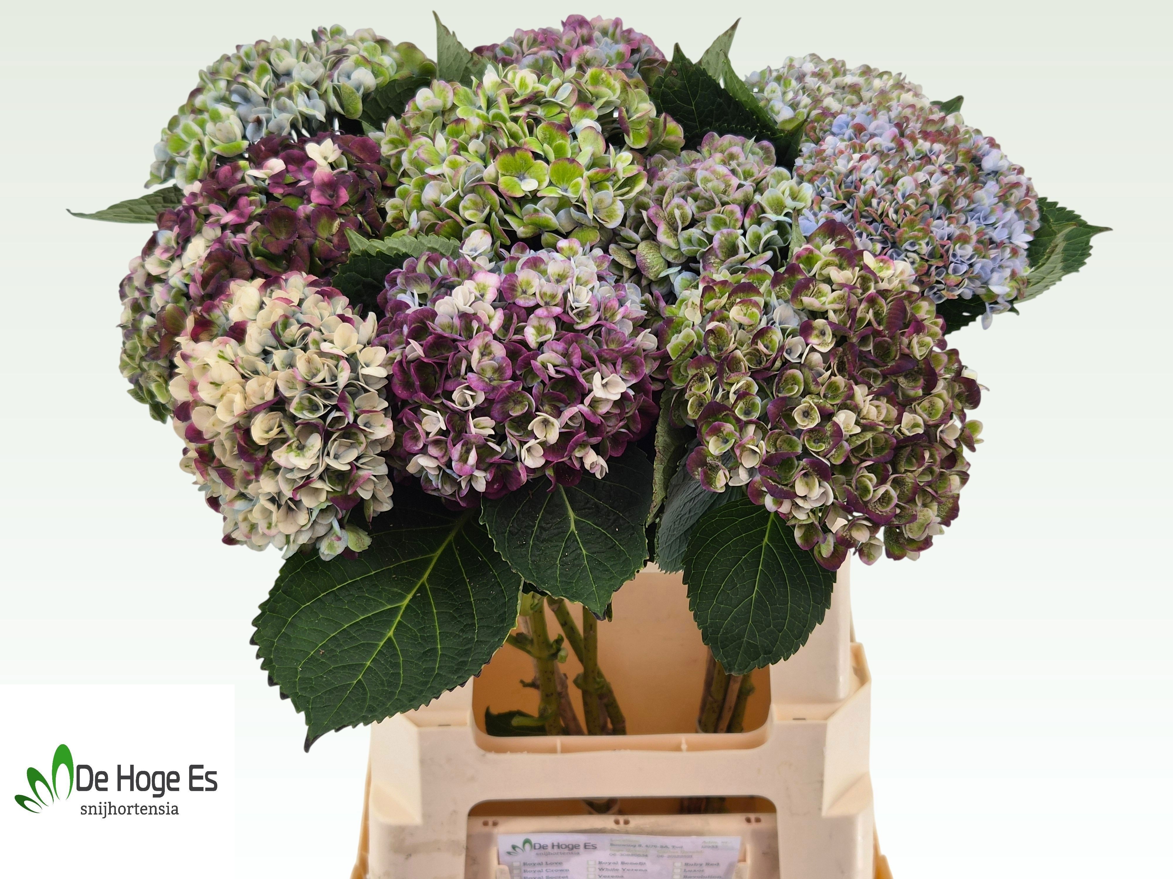Hydrangea Revolution Classic Purple 60cm 13Ø