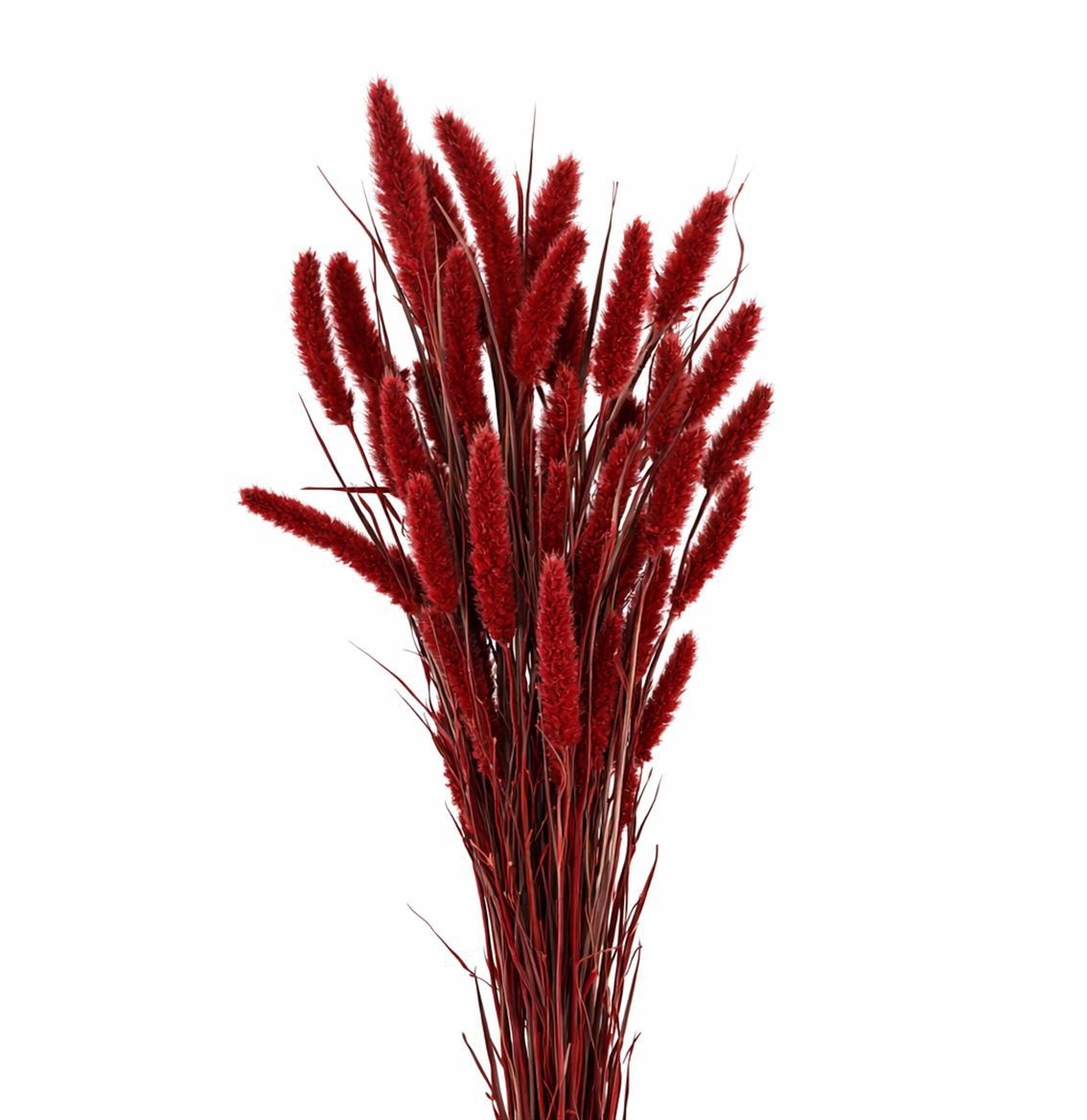 Dried/preserved Flowers Misc 70cm 200gram