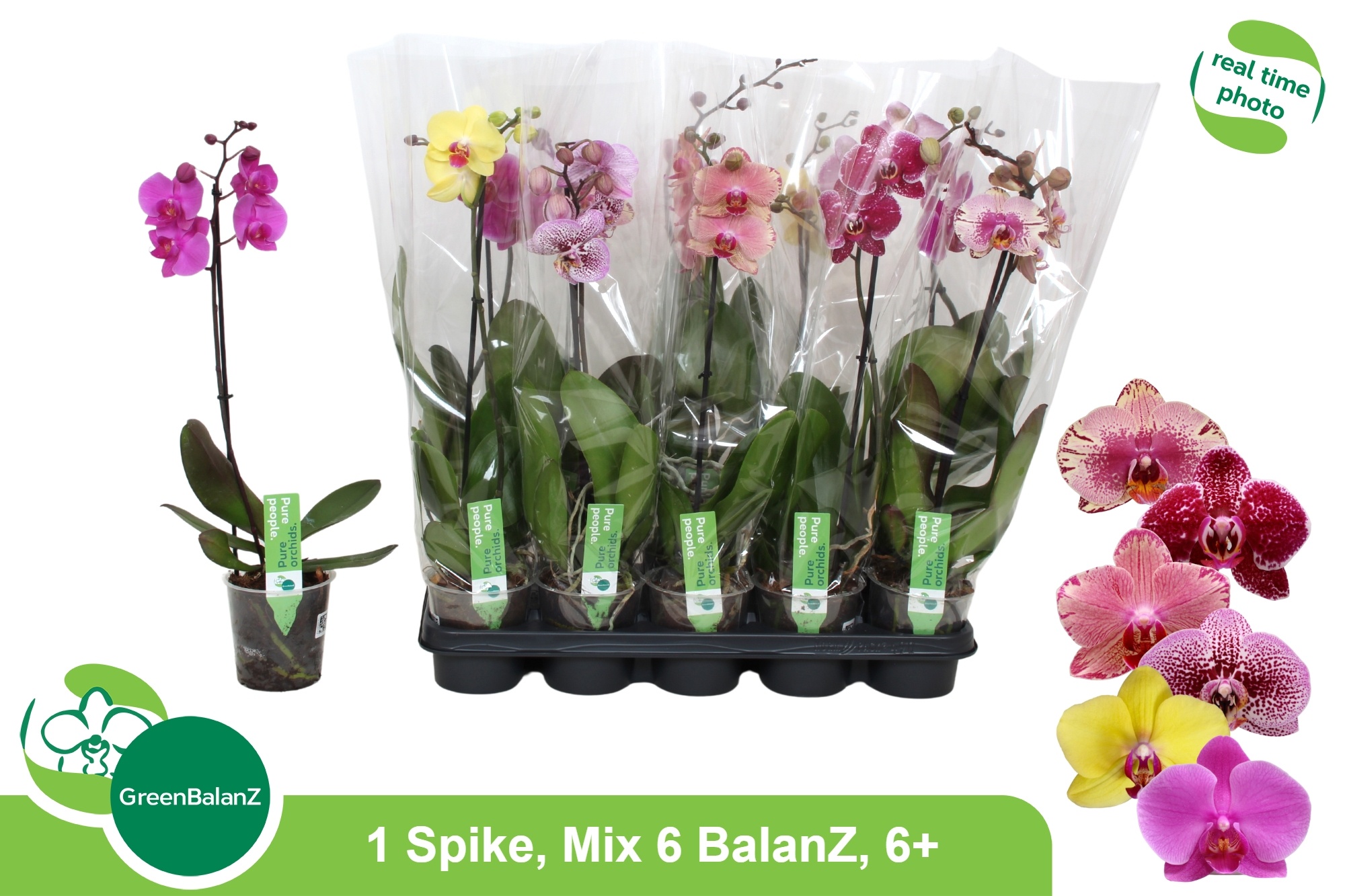 Phal Gem 6 Kl 12P 55H 1TAK 6bloem 23bloei