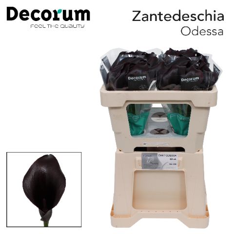 Zant Odessa