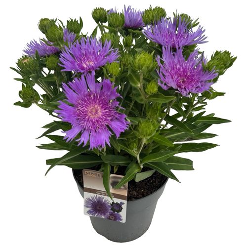 Stokesia laevis 'Mega Mels'® sense p23 Asra
