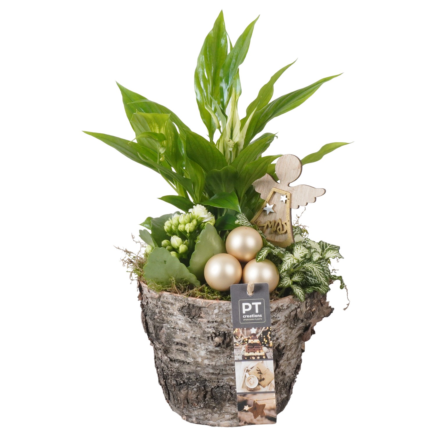 Picture of PTKB9319 Arrangement X-Mas in wooden pot P17 33CM