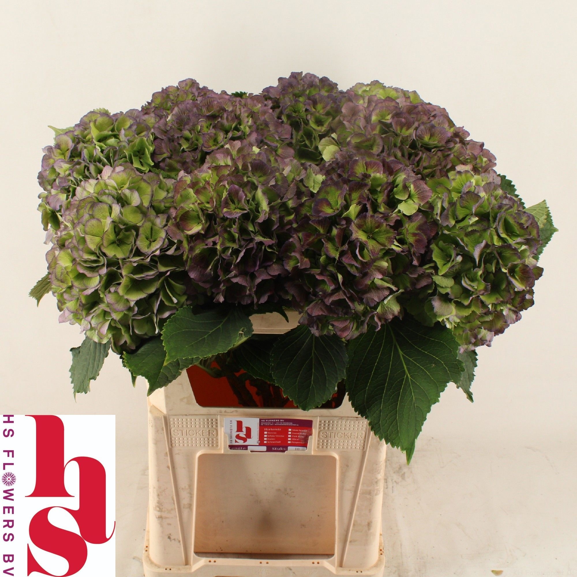 Hydrangea Verena Classic Blue 80cm 22Ø