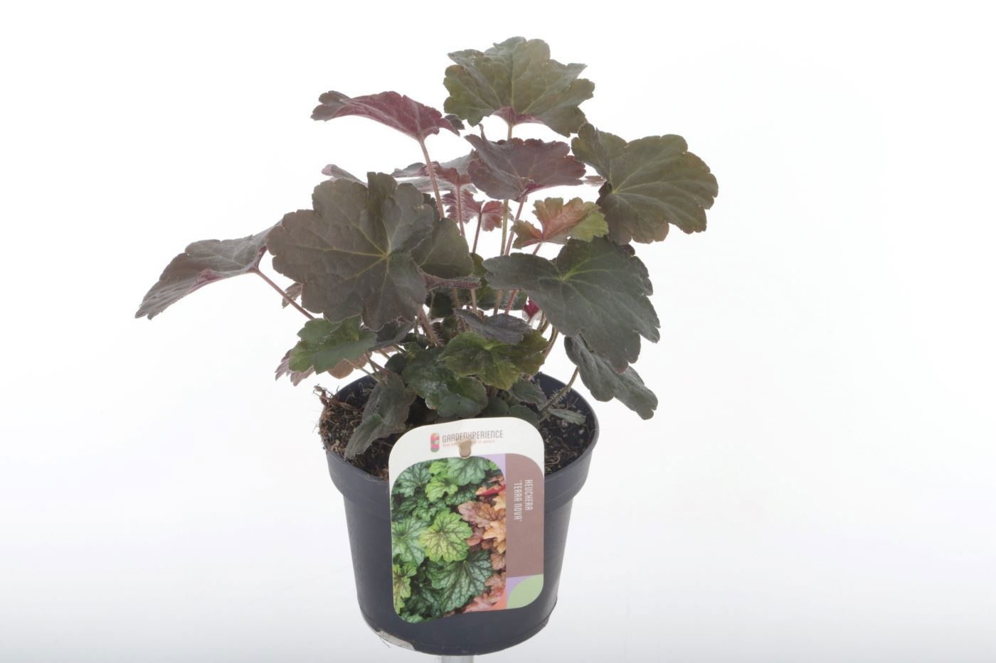 Heuch Mi Palace Purp 13P 30H
