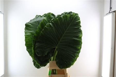 Alocasia Amazonica