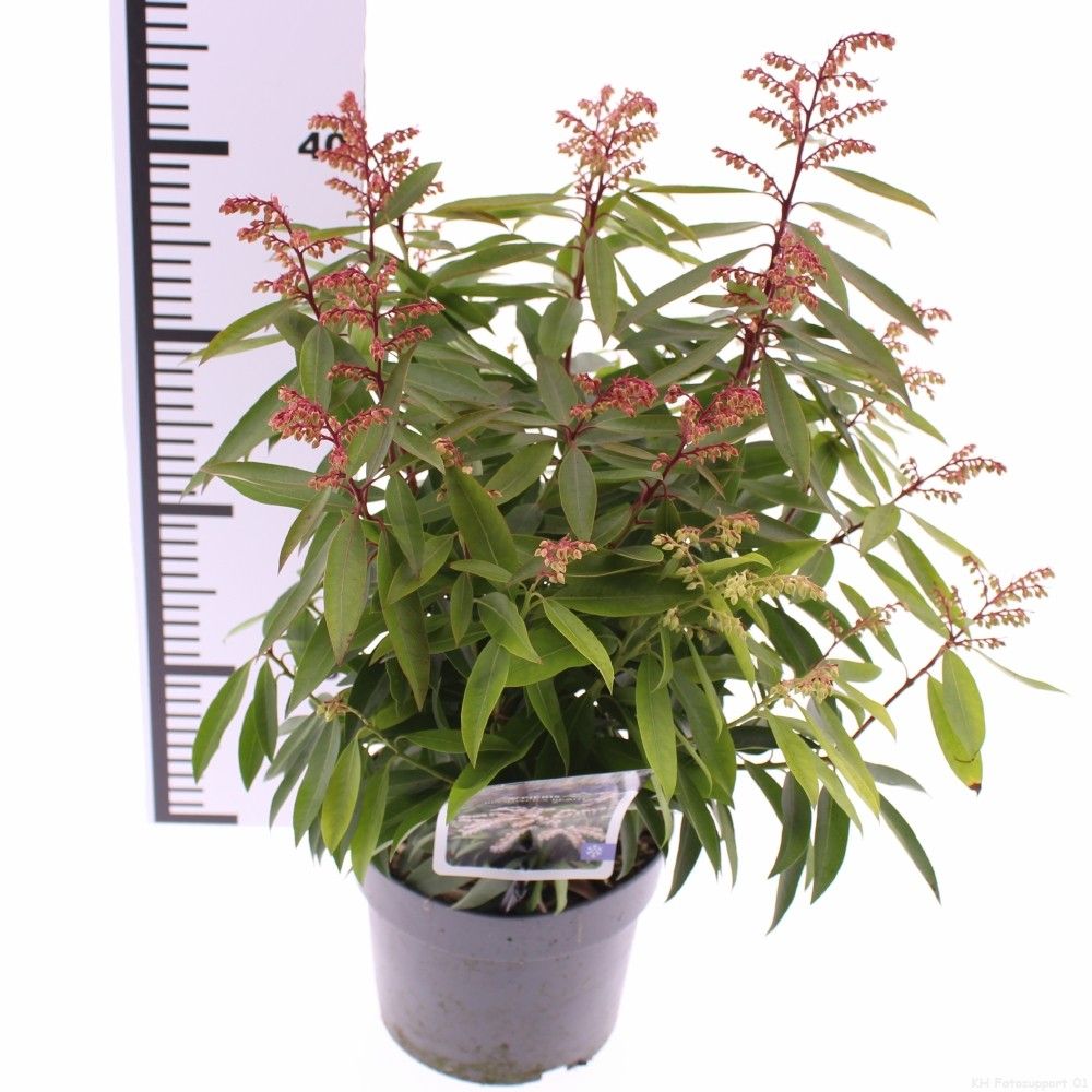 Picture of Pieris floribunda 'Brouwer's Beauty'