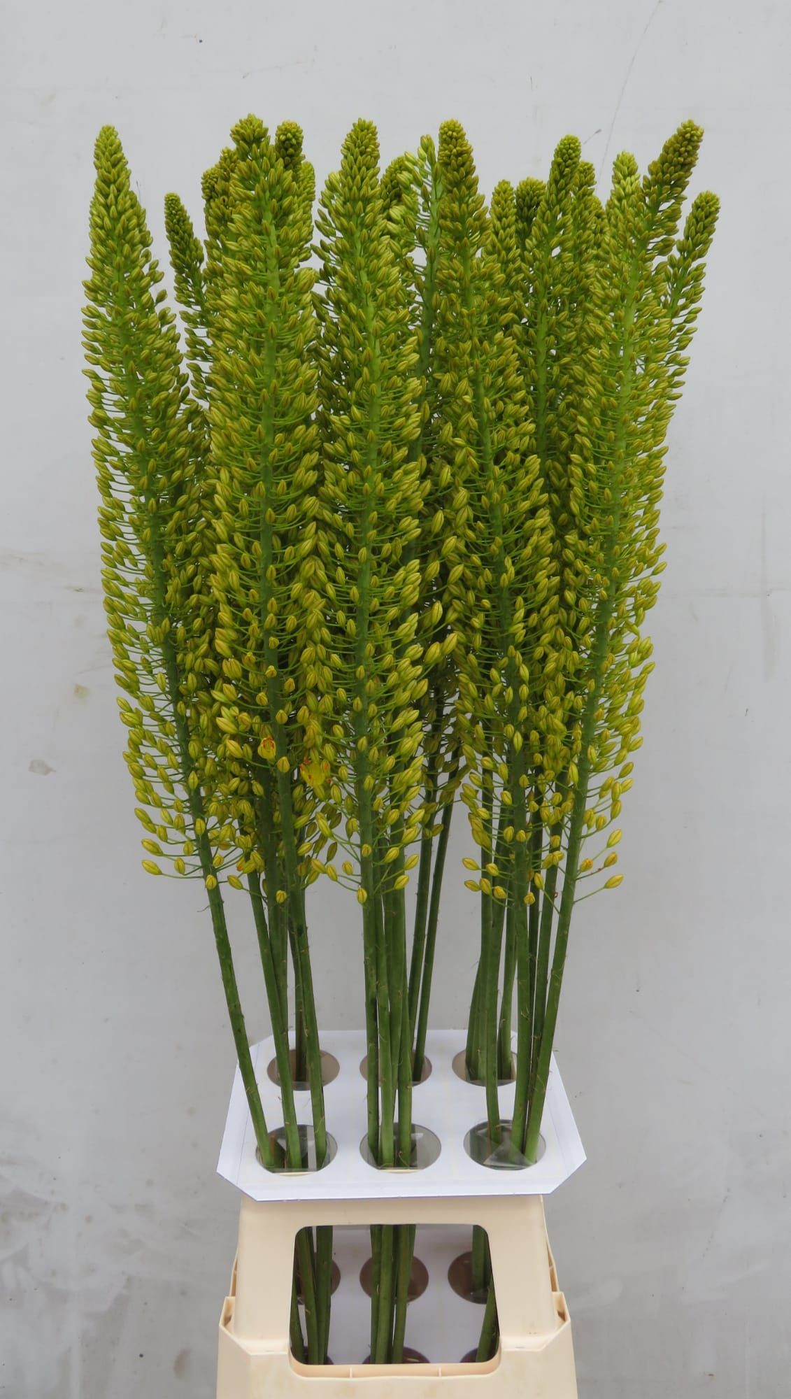 Eremurus Lucia-ro