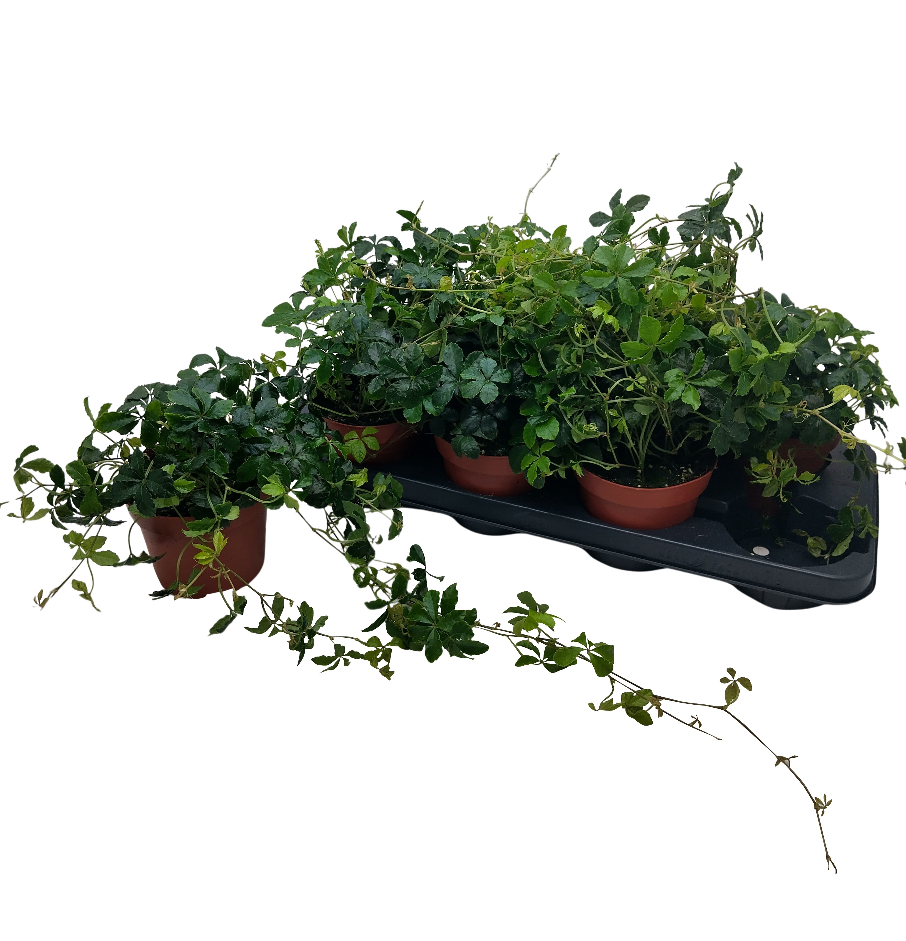 Parthenoc Sugar Vine 13Ø 35cm