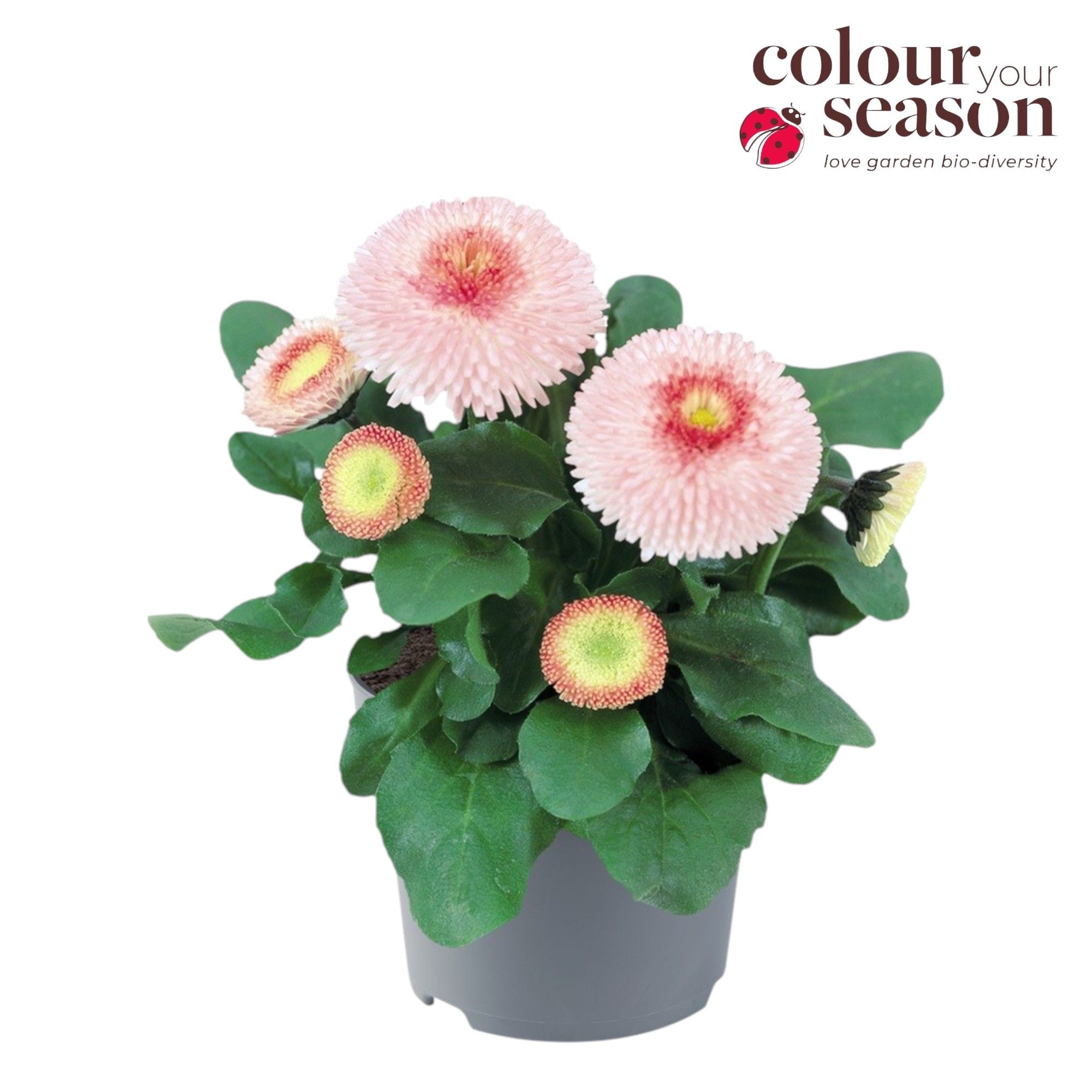 Bellis perennis Tasso Strawberries & Cream ('Tad2600')