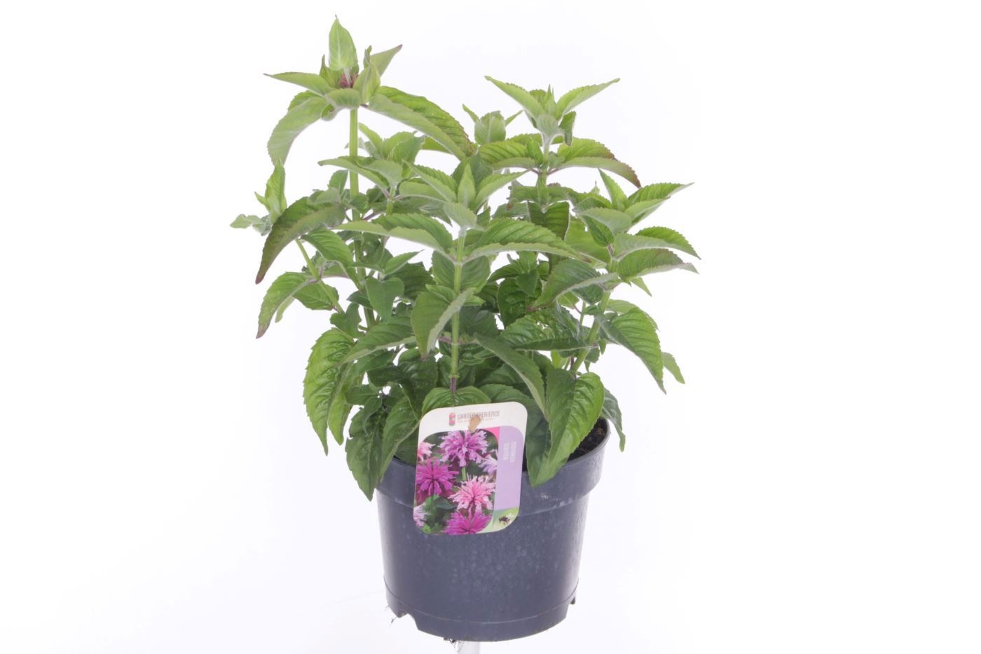 Mona Didyma 17P 40H