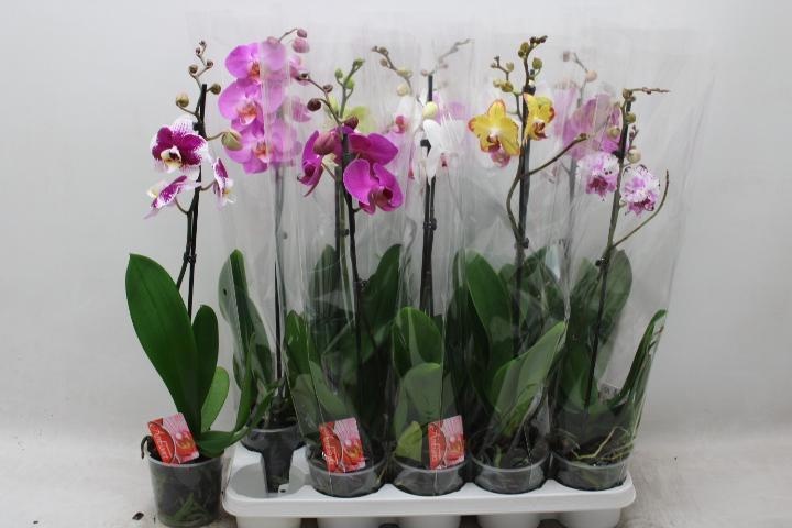 Phal Gem 12P 60H 1TAK 9bloem 23bloei