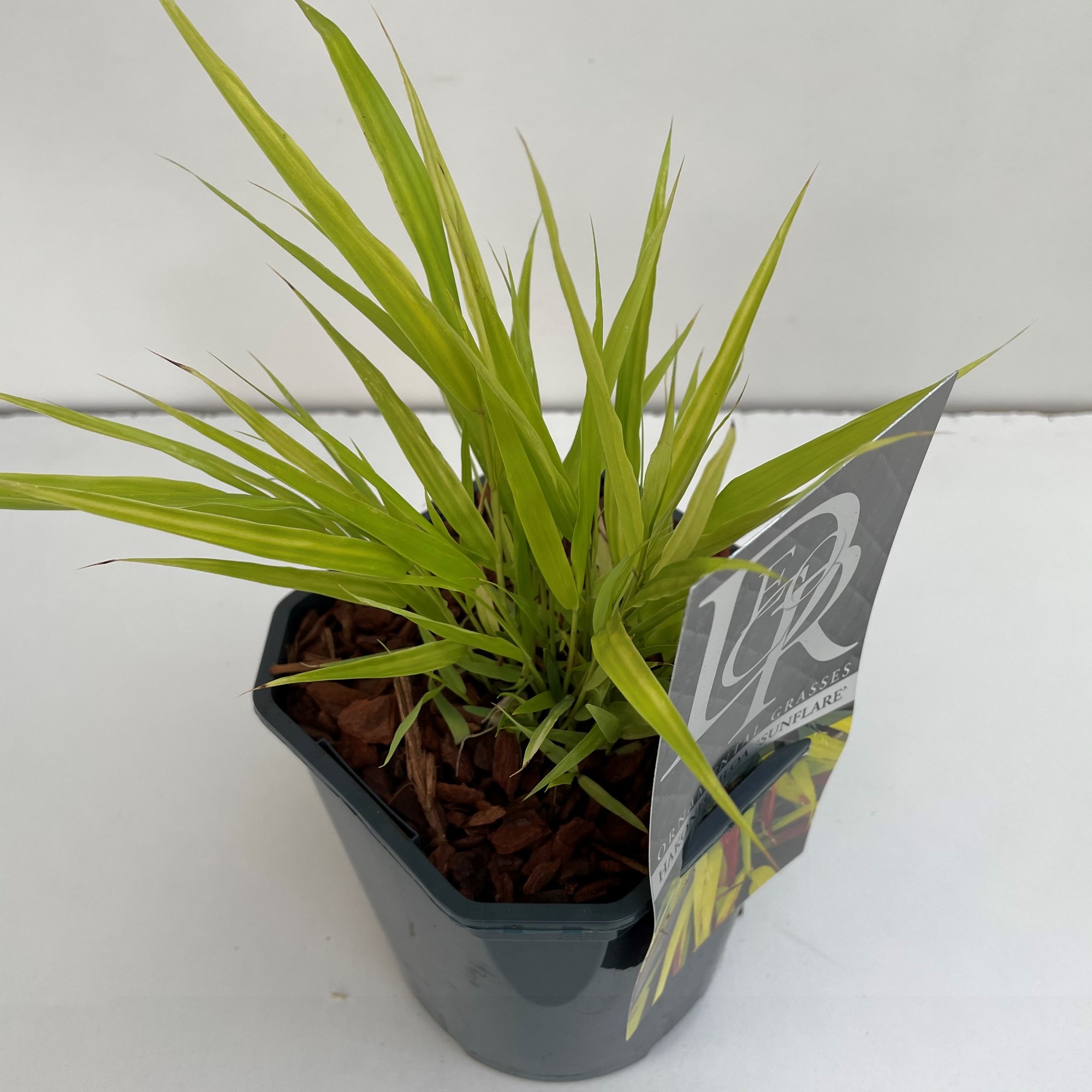 Picture of Hakonechloa macra Sunflare P17 (2 Ltr) Square