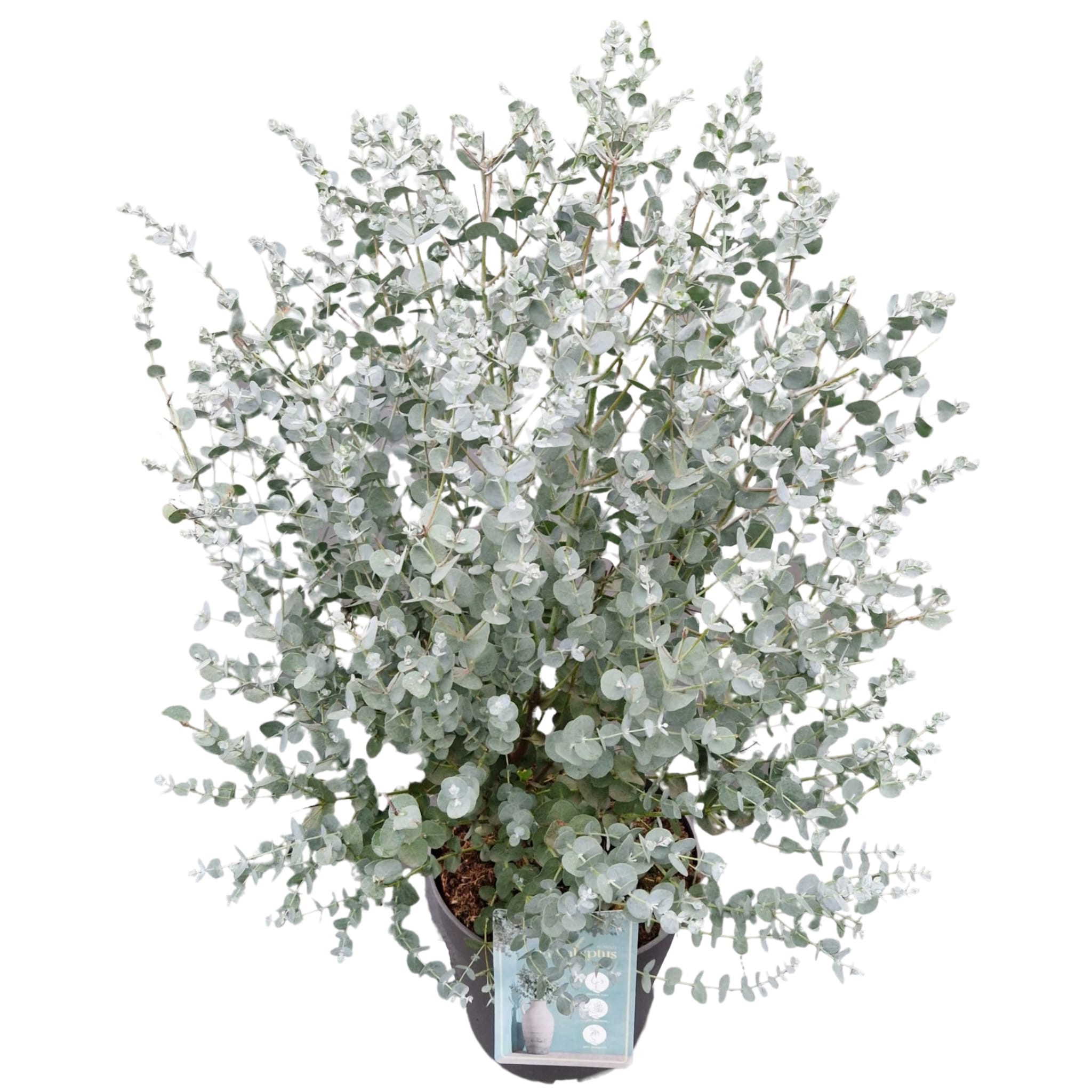 Eucalyptus gunnii