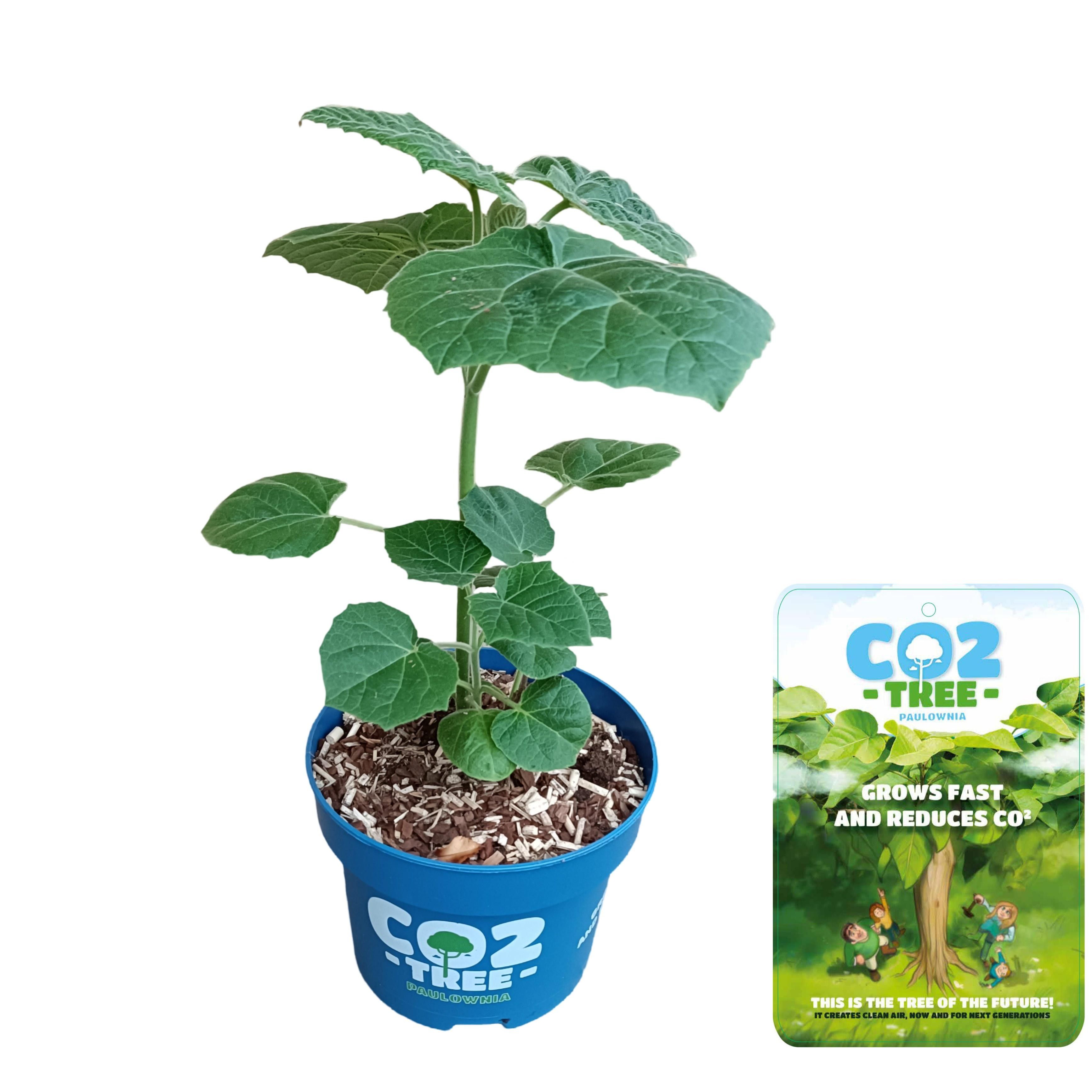 Picture of Paulownia elongata 'Futuro'® C5