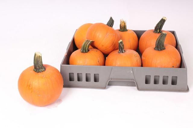 Cuc Halloween