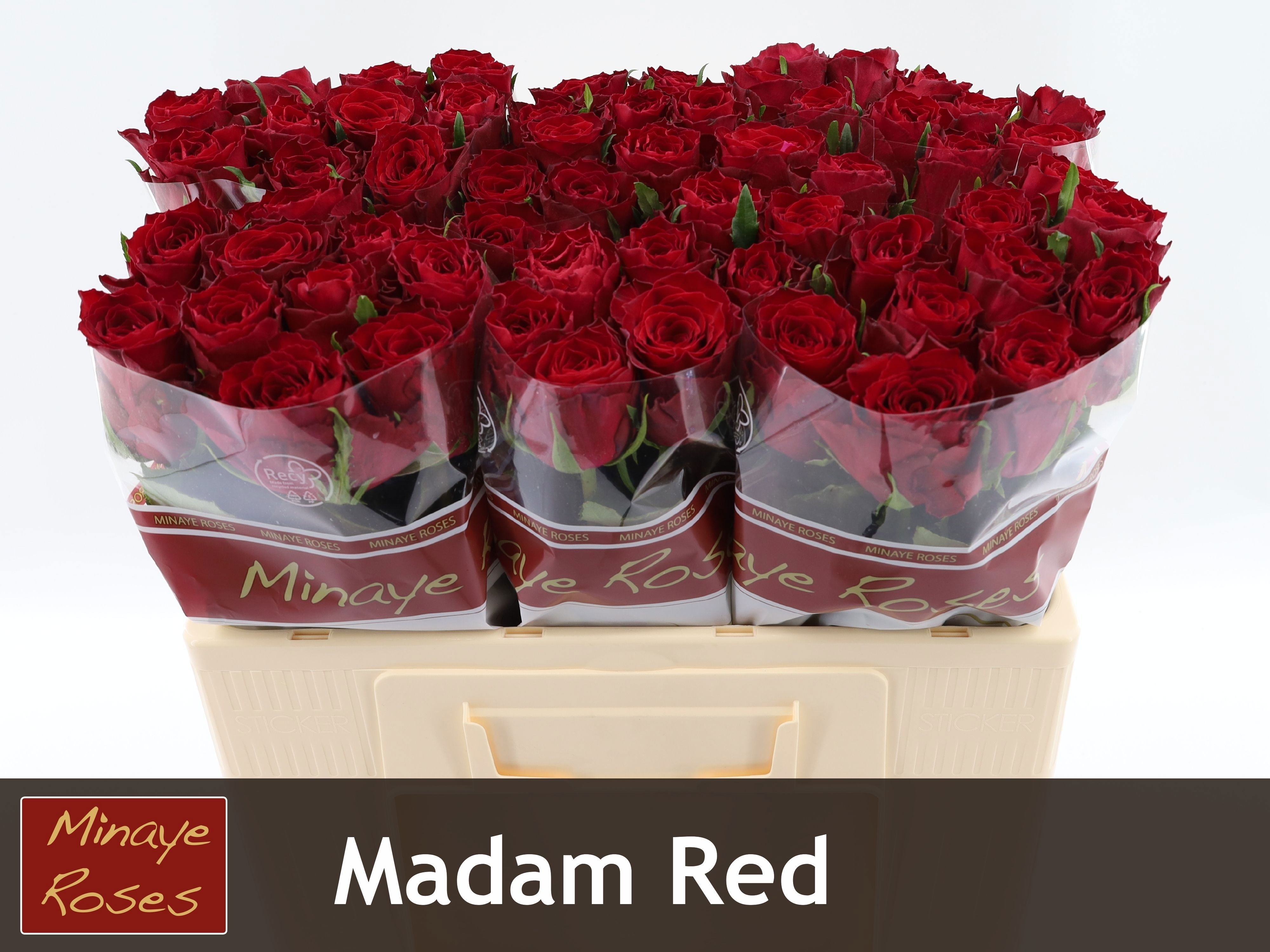 Rosa Madam Red 50cm