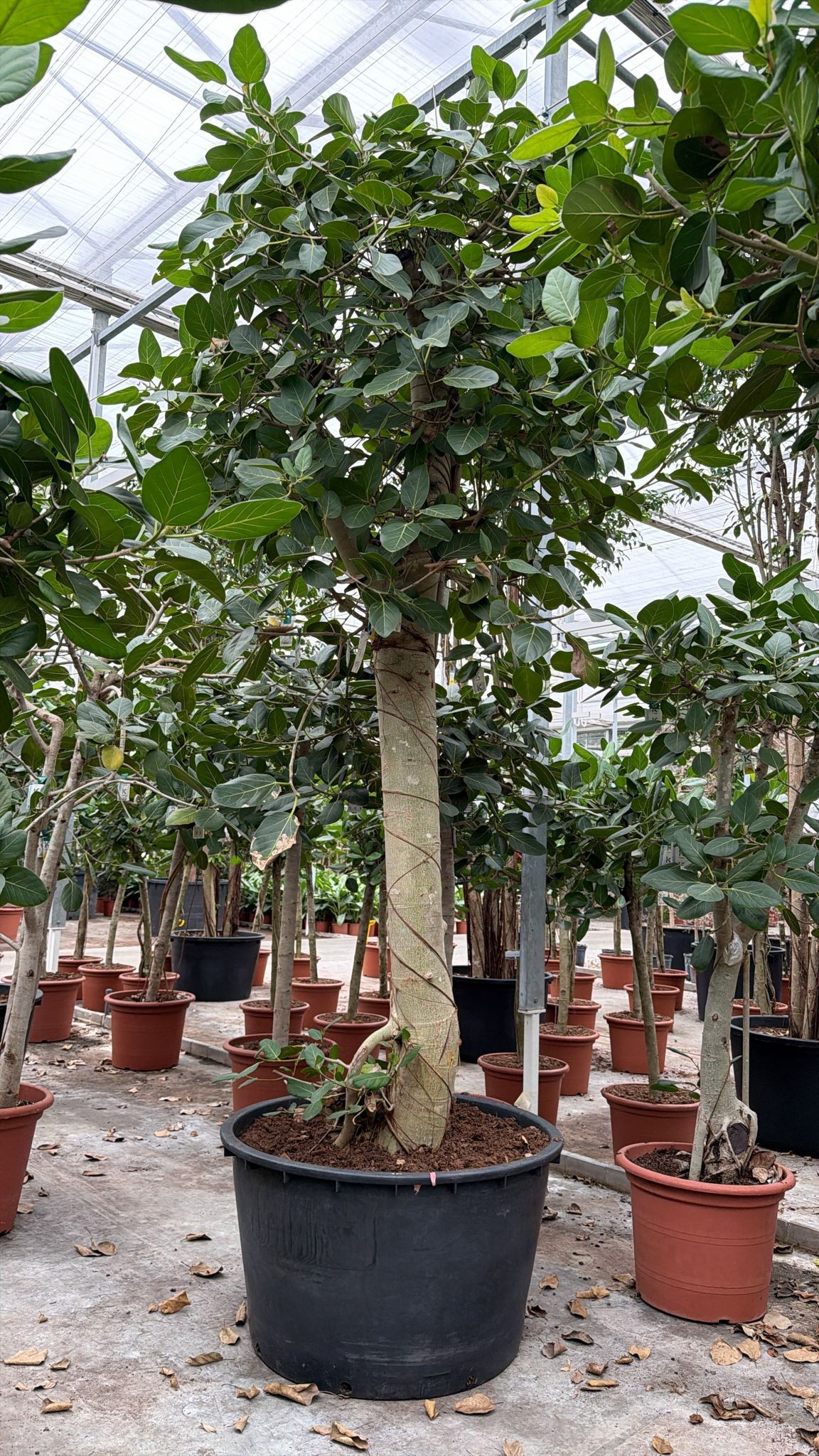 Ficus benghalensis