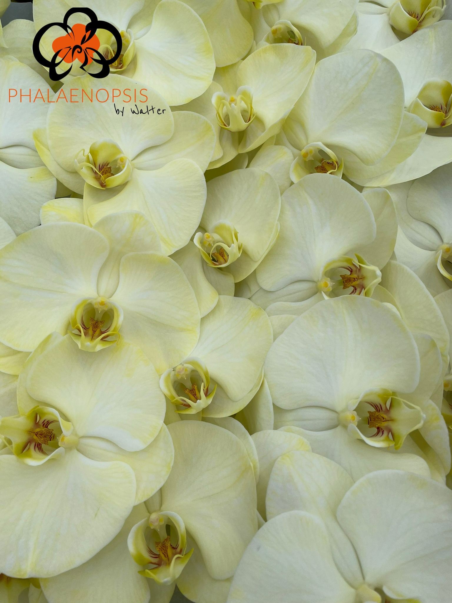 Phal Coloured Yellow