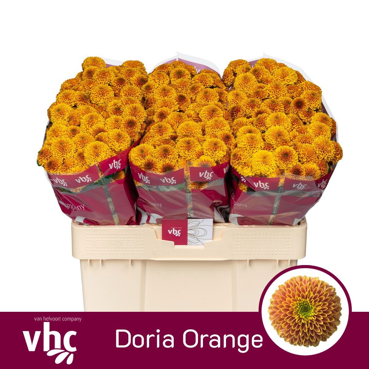 Chr San Aaa Doria Or