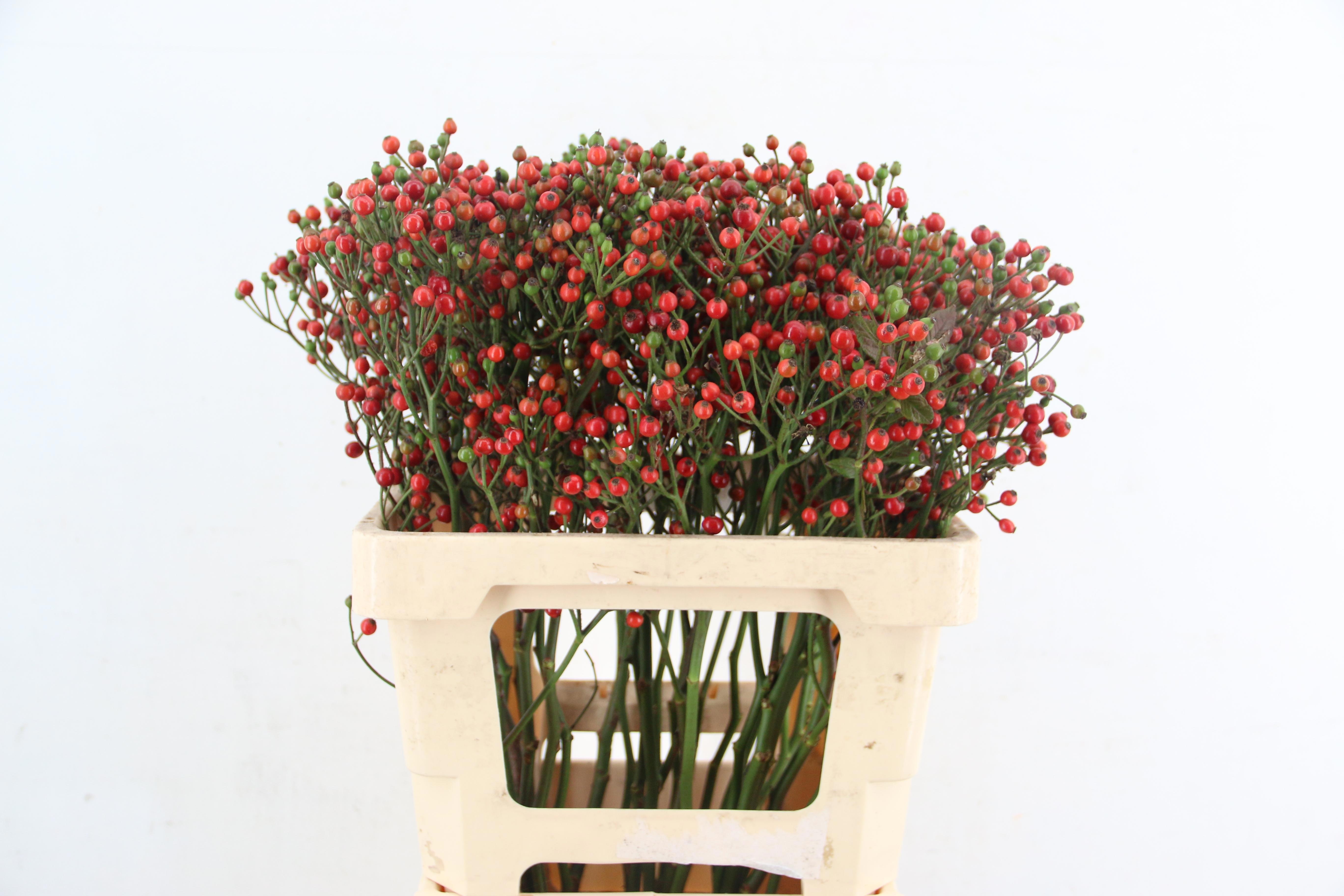 Rosa Bells Hiphop 60cm