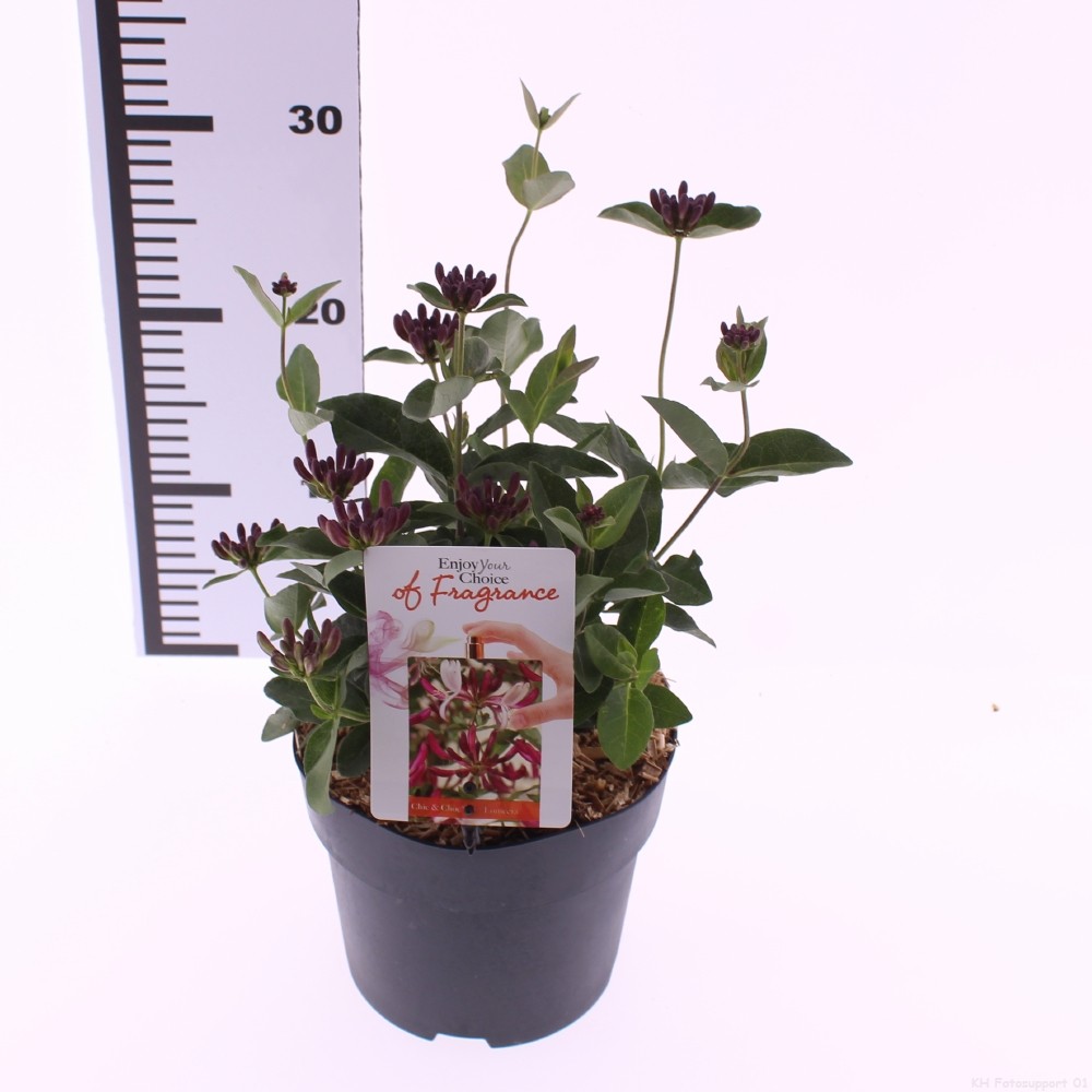 Picture of Lonicera periclymenum ‘Chic and Choc’