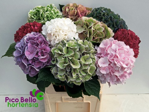 Hydrangea 80cm 22Ø