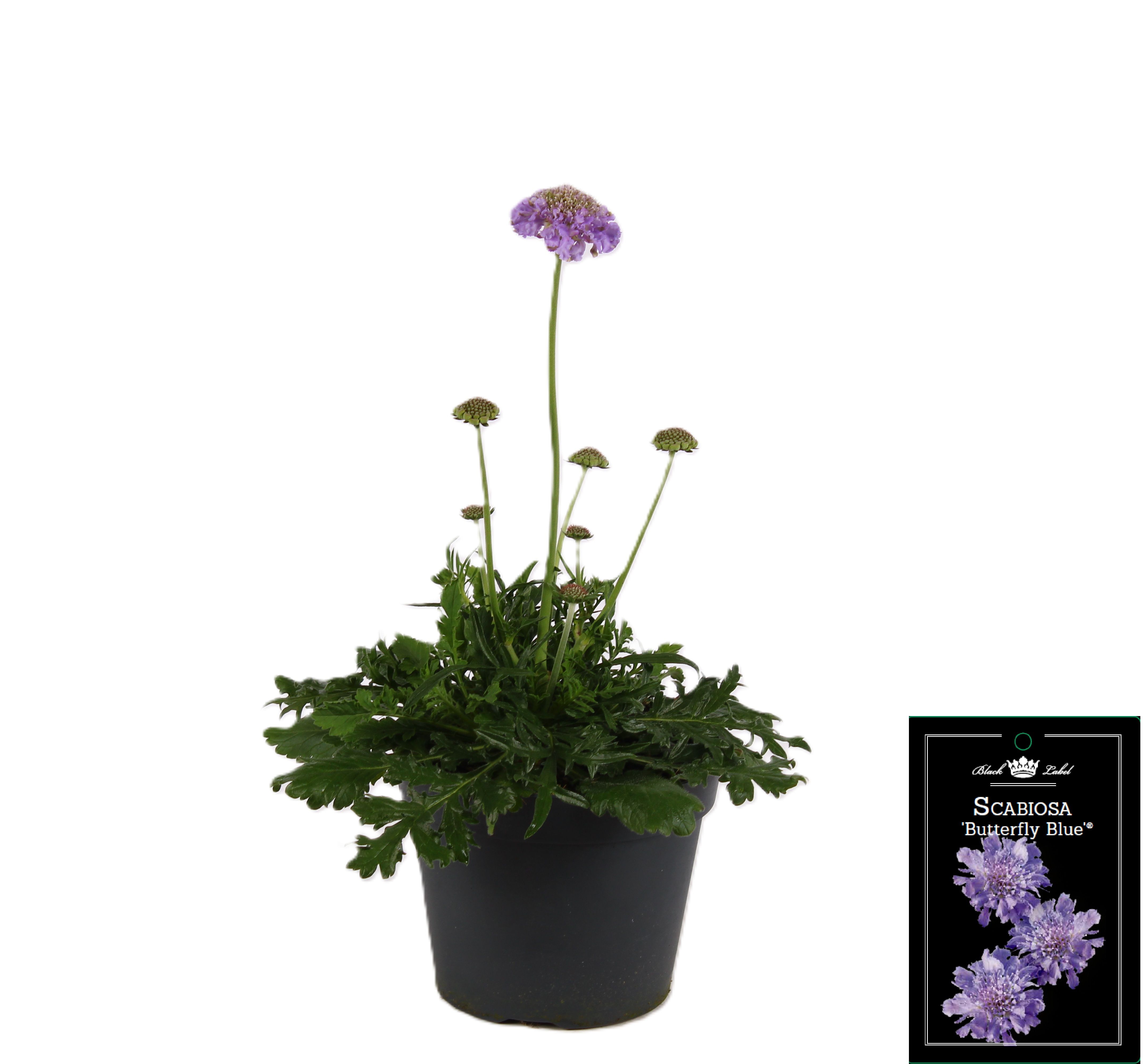 Picture of Scabiosa Butterfly Blue