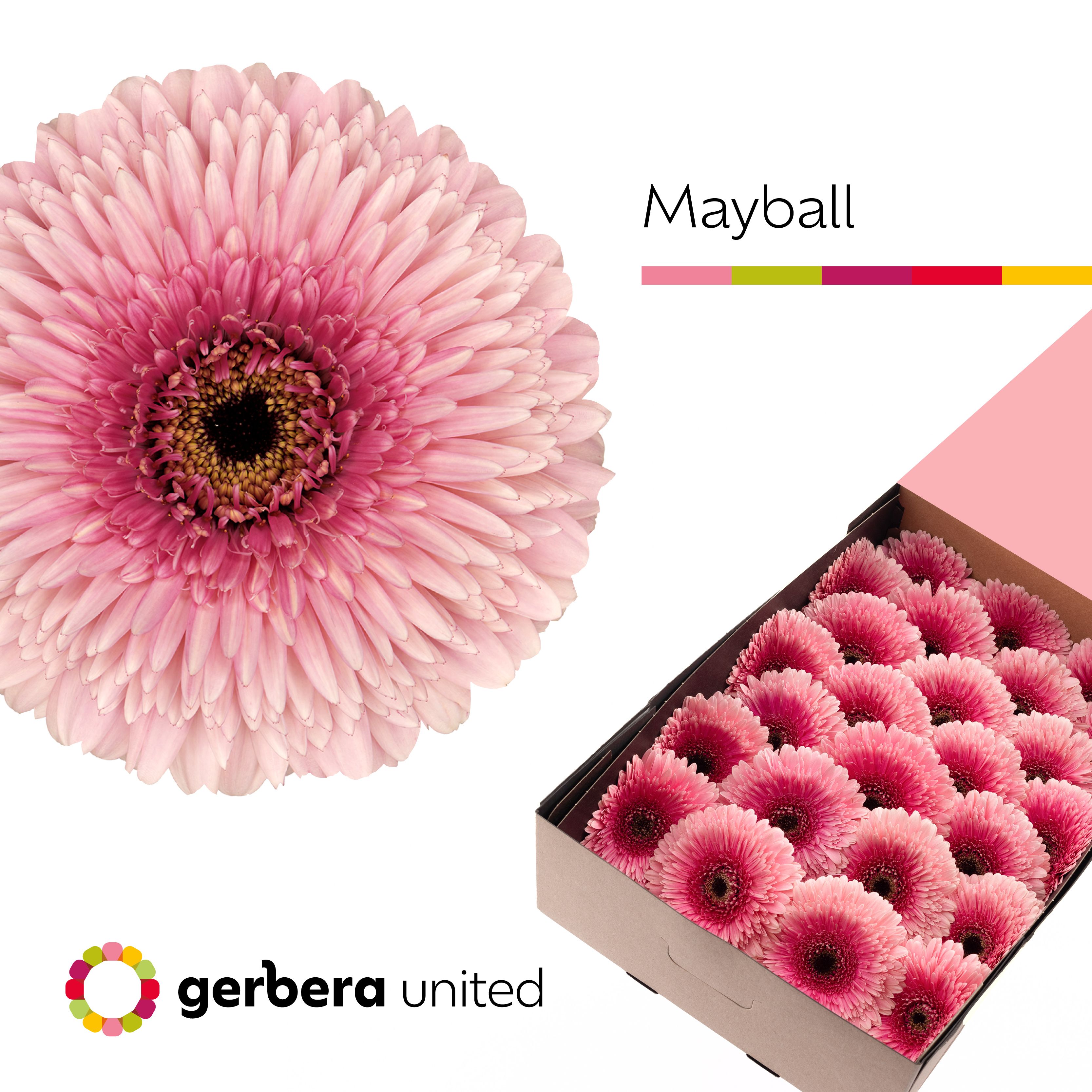 Ge Gb Pom Mayball
