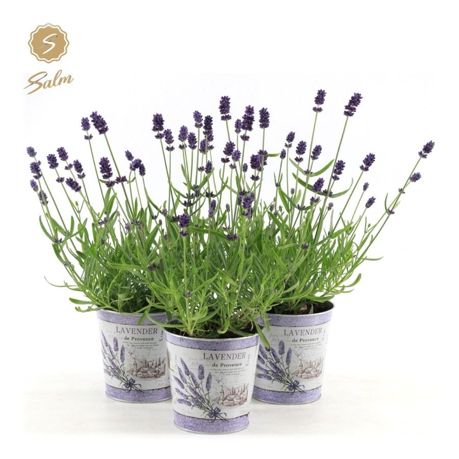 Picture of Lavandula ang. 'Felice'® Collection P10,5 in Zinc Lavender
