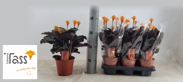 Calat Crocata 14P 35H 5bloem