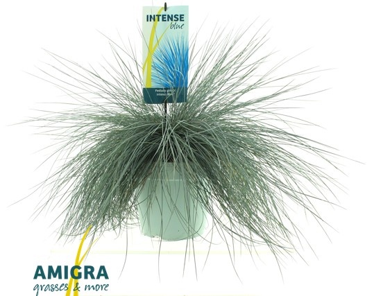 Picture of Festuca glauca Intense Blue®