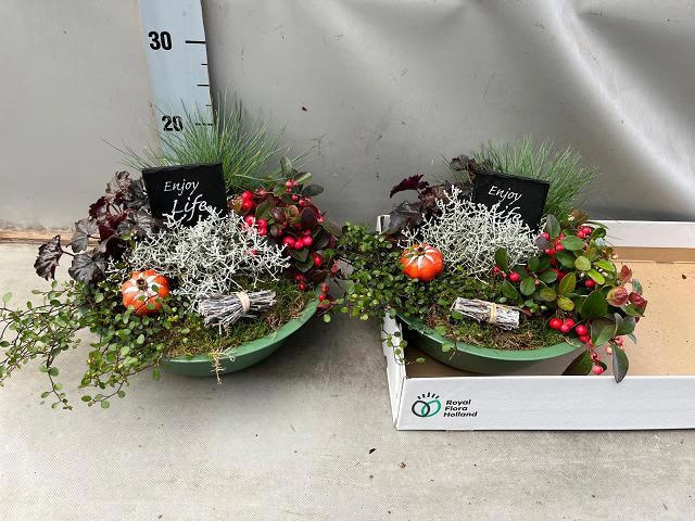 Arr Tuinplanten 32P 25cm