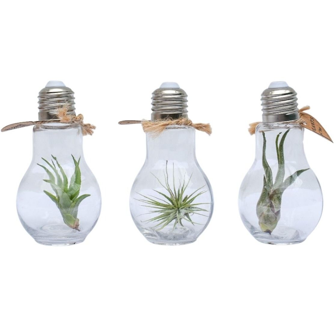 Arr Tillandsia 5P 10H 99bloei