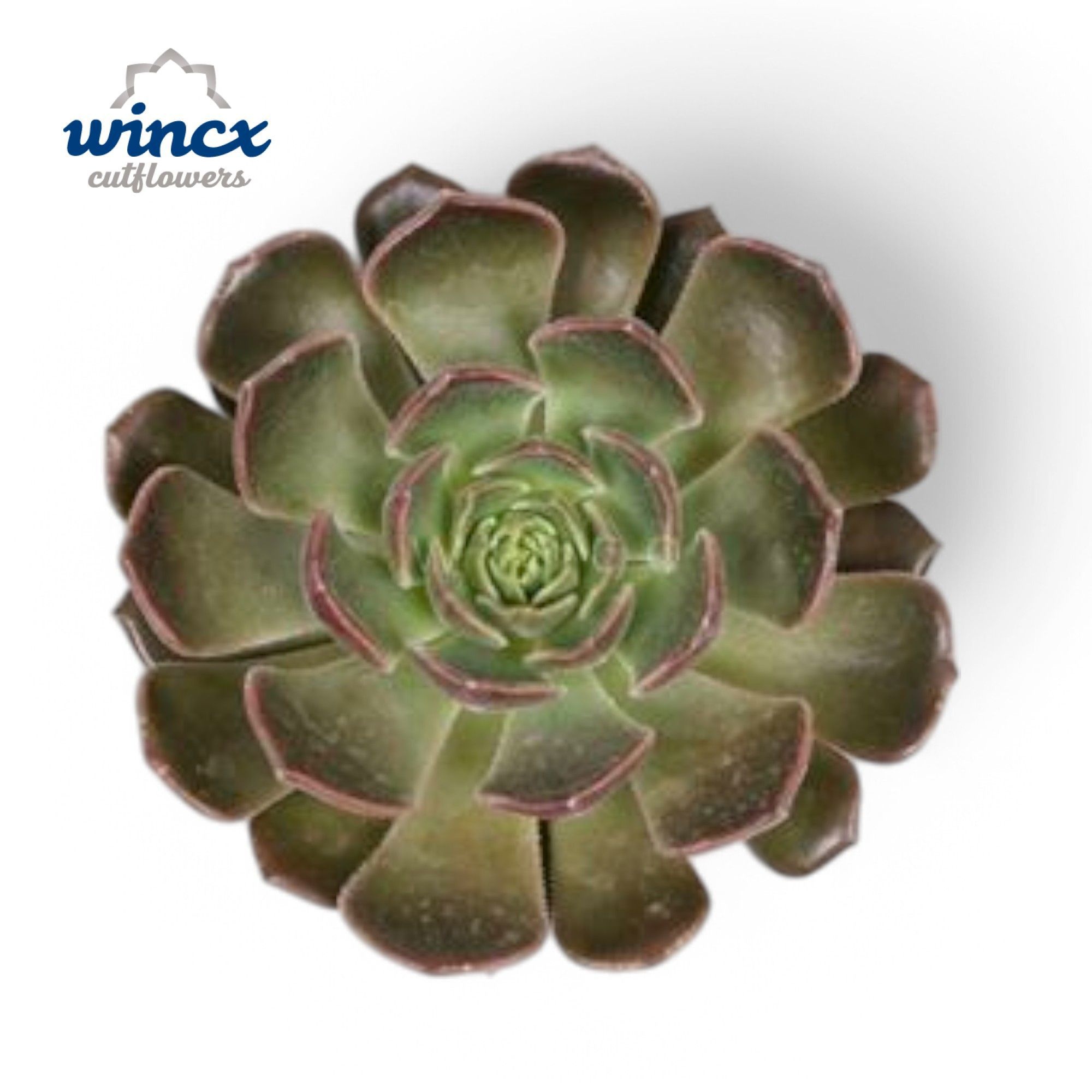Echeveria Bron Rose Cutflower